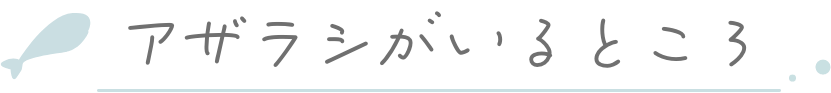 アザラシのいるところ